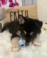 Jasper, a male Pomsky for sale in Cadillac, MI – 2 of 4