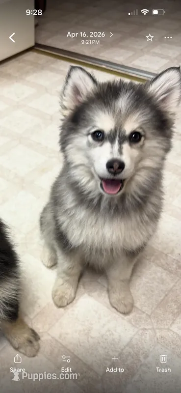 Sassy – Pomsky puppy on hold in Cadillac, MI