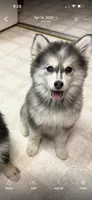 Sassy, a female Pomsky for sale in Cadillac, MI – 1 of 5