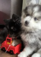 Sassy, a female Pomsky for sale in Cadillac, MI – Photo 4 of 5