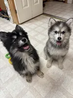 Sassy, a female Pomsky for sale in Cadillac, MI – 3 of 5