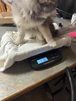 Sassy, a female Pomsky for sale in Cadillac, MI – 2 of 5