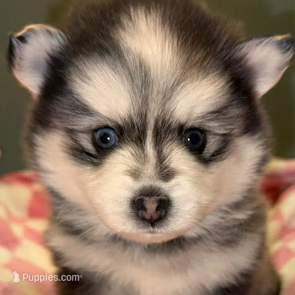 Sassy, a female Pomsky for sale in Cadillac, MI – Photo 2 of 2