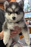 Sassy, a female Pomsky for sale in Cadillac, MI – Photo 3 of 5
