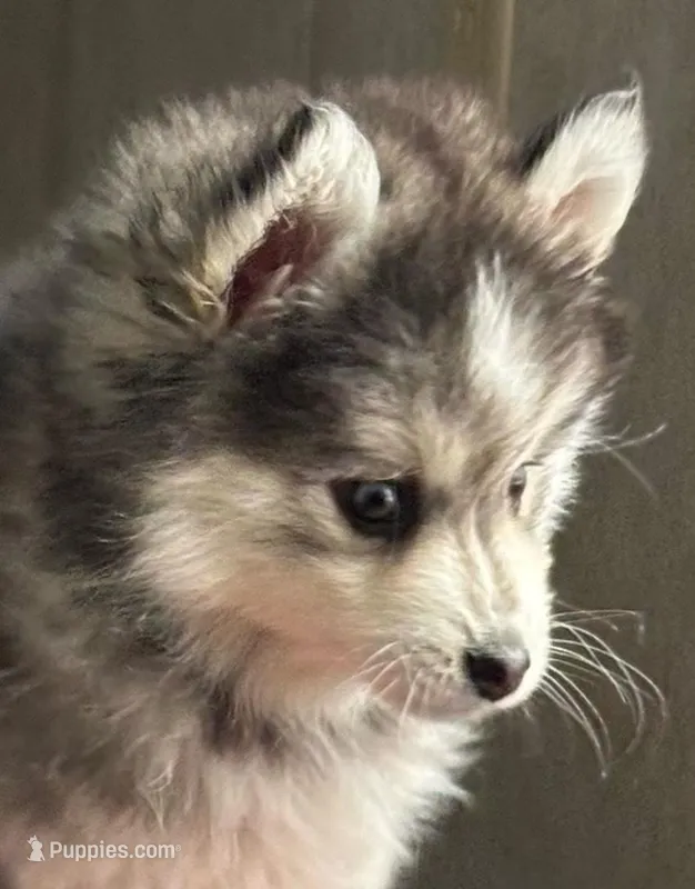 Sassy – Pomsky puppy for sale in Cadillac, MI