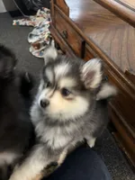 Sassy, a female Pomsky for sale in Cadillac, MI – Photo 5 of 5