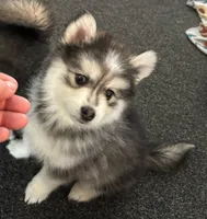 Sassy, a female Pomsky for sale in Cadillac, MI – Photo 2 of 5