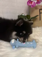 Minnie, a female Pomsky for sale in Cadillac, MI – 3 of 4