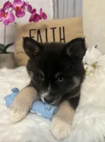 Stormy, a female Pomsky for sale in Cadillac, MI – 3 of 3