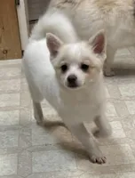 Glamour , a female Pomsky for sale in Cadillac, MI – Photo 1 of 2