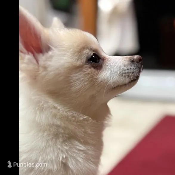 Glamour , a female Pomsky for sale in Cadillac, MI – Photo 2 of 2