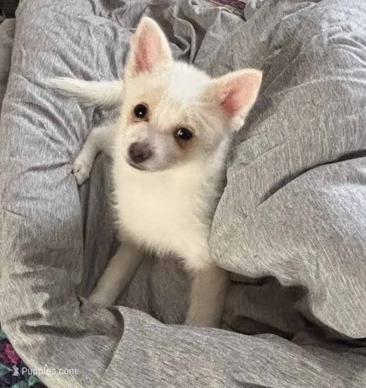 Glamour aka Princess