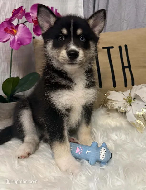 Rascal – Pomsky puppy for sale in Cadillac, MI