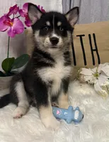 Rascal, a male Pomsky for sale in Cadillac, MI – 1 of 2