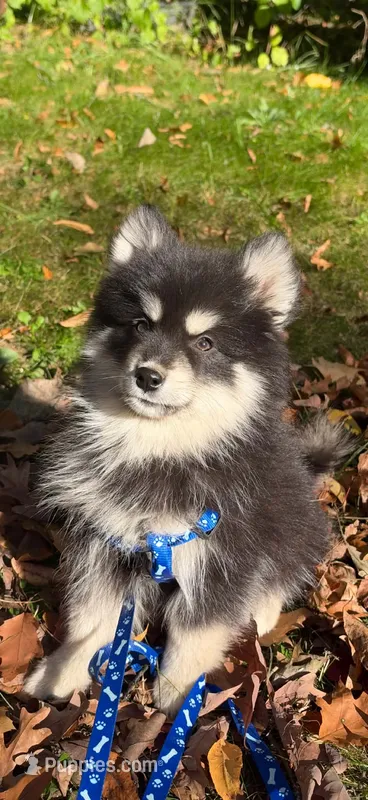 Minnie – Pomsky puppy for sale in Cadillac, MI