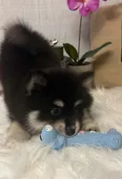 Minnie, a female Pomsky for sale in Cadillac, MI – 4 of 4