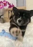 Stormy, a female Pomsky for sale in Cadillac, MI – 2 of 3