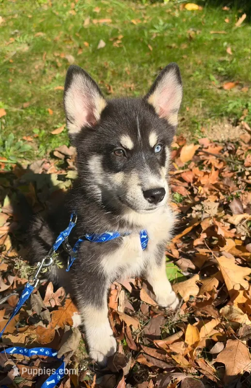 Rascal – Pomsky puppy for sale in Cadillac, MI