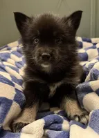 Banjo, a male Pomsky for sale in Cadillac, MI – Photo 2 of 2