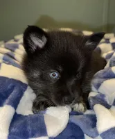 Banjo, a male Pomsky for sale in Cadillac, MI – Photo 1 of 2