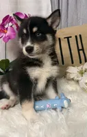 Rascal, a male Pomsky for sale in Cadillac, MI – 2 of 2