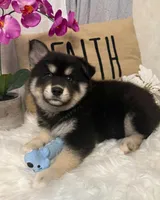 Jasper, a male Pomsky for sale in Cadillac, MI – 1 of 4