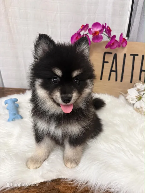 Minnie – Pomsky puppy for sale in Cadillac, MI