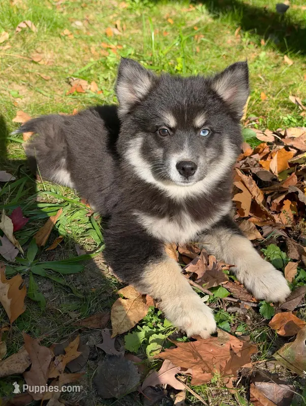 Stormy – Pomsky puppy for sale in Cadillac, MI