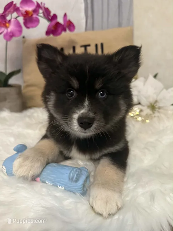 Stormy – Pomsky puppy for sale in Cadillac, MI