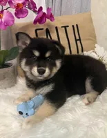 Jasper, a male Pomsky for sale in Cadillac, MI – 4 of 4