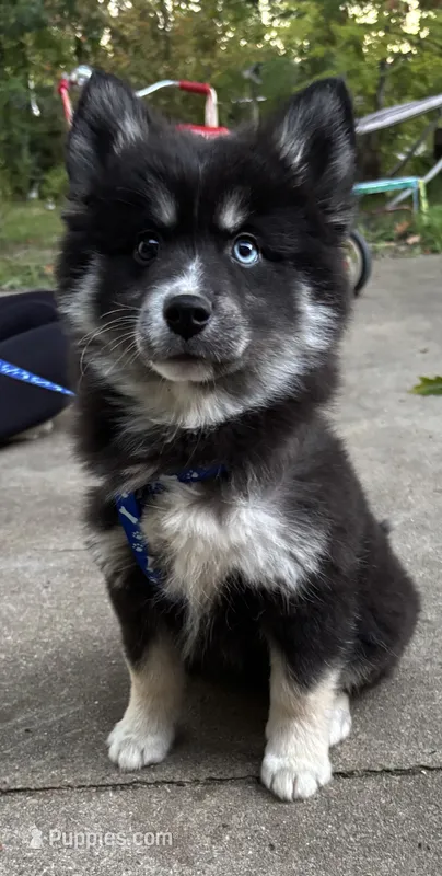 Stormy – Pomsky puppy for sale in Cadillac, MI