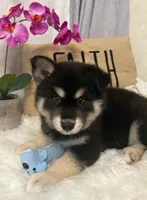 Jasper, a male Pomsky for sale in Cadillac, MI – 3 of 4