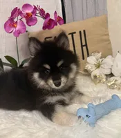 Minnie, a female Pomsky for sale in Cadillac, MI – 2 of 4