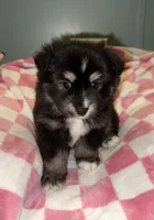 Honey, a female Pomsky for sale in Cadillac, MI – Photo 2 of 3