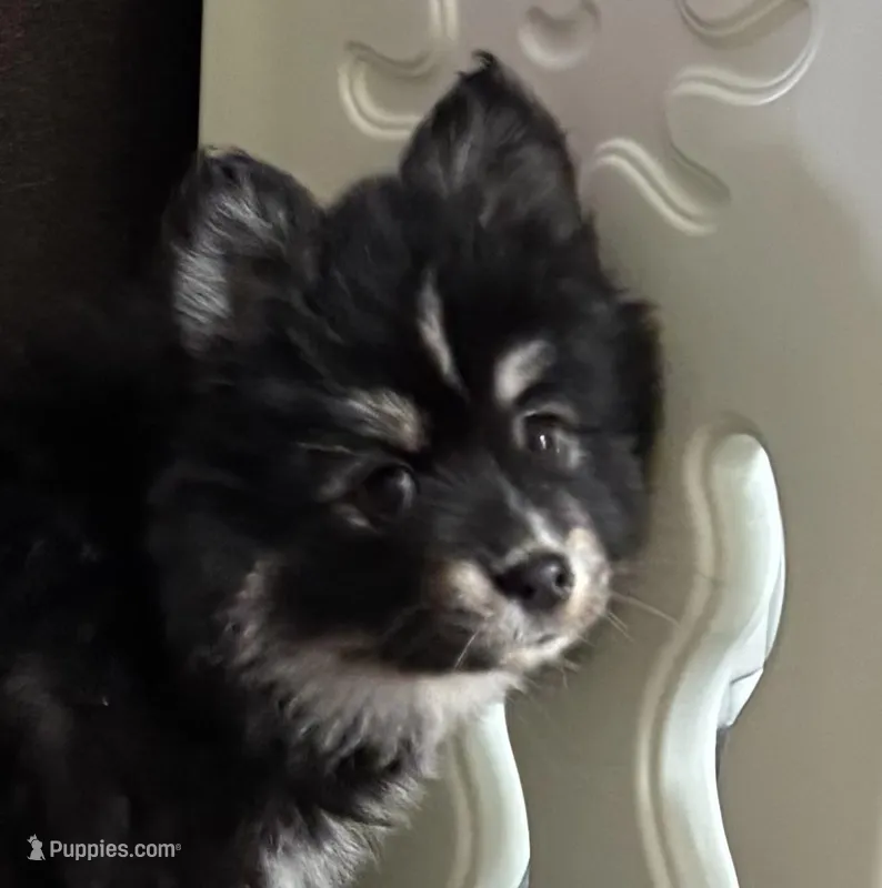 Honey – Pomsky puppy for sale in Cadillac, MI