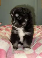 Honey, a female Pomsky for sale in Cadillac, MI – Photo 1 of 3