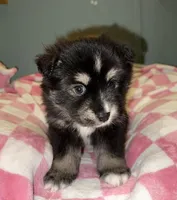 Honey, a female Pomsky for sale in Cadillac, MI – Photo 3 of 3