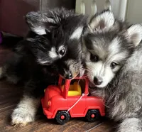Honey, a female Pomsky for sale in Cadillac, MI – Photo 3 of 3