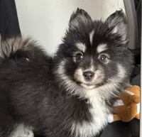 Honey, a female Pomsky for sale in Cadillac, MI – Photo 2 of 3