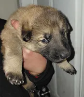 Bella, a female German Shepherd Dog for sale in Bronx, NY – Photo 4 of 4