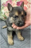Bella, a female German Shepherd Dog for sale in Bronx, NY – Photo 3 of 4