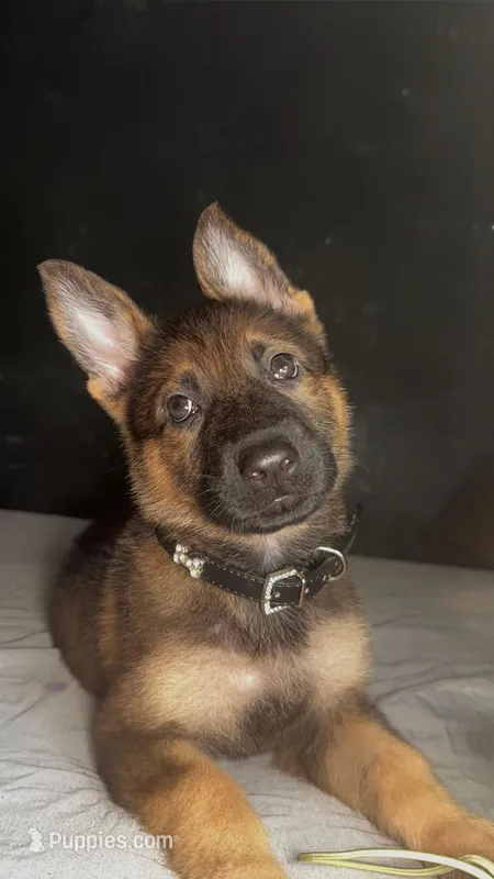 Bella – German Shepherd Dog puppy for sale in Bronx, NY