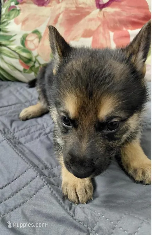 Bella – German Shepherd Dog puppy for sale in Bronx, NY
