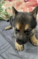 Bella, a female German Shepherd Dog for sale in Bronx, NY – Photo 1 of 4