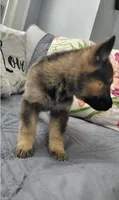 Bella, a female German Shepherd Dog for sale in Bronx, NY – Photo 2 of 4