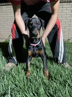 Ishara Belladonna , a female Doberman Pinscher for sale in Tulare, CA – 2 of 2