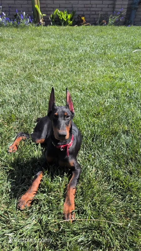 Ishara Belladonna  – Doberman Pinscher puppy for sale in Tulare, CA