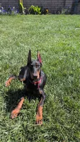 Ishara Belladonna , a female Doberman Pinscher for sale in Tulare, CA – 1 of 2