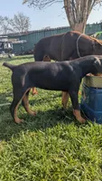 Nola , a female Doberman Pinscher for sale in Tulare, CA – Photo 2 of 2