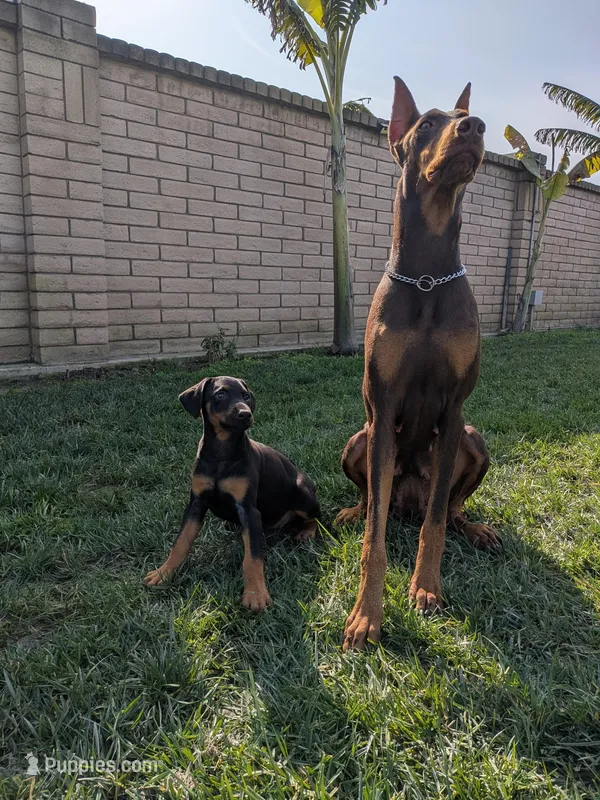 Nola , a female Doberman Pinscher for sale in Tulare, CA – Photo 1 of 2